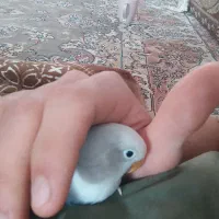 پرنده کوتوله|پرنده|اردکان, |دیوار