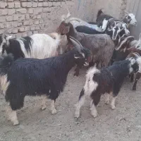 بز و بزغالح