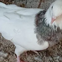 حراج کبوتر طوقی|پرنده|خورموج, |دیوار