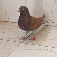 دوطوق ماده پرشی