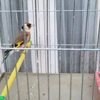 سهره جوجه سال وخاکی