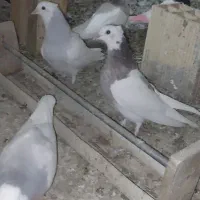 طوقی آبی مشکی سرور آجری