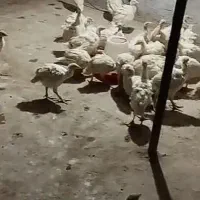 جوجه بقلمو و جوجه مرغ محلی