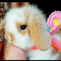 خرگوش رایگان با خرید لوازم نگهداری