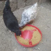 دو عدد مرغ گلین فروشی دونه ۵۰۰|حیوانات مزرعه|کهنوج, |دیوار