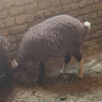یک راس بره نر و ۲ راس میش