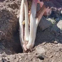 ریواس درجه یک