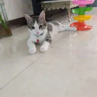 گربه dsh|گربه|کرج, شهرک مترو|دیوار