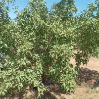 باغ ۱۶۰۰متری بادام دارای آب و سندتکبرگ  زیر قیمت|فروش زمین و ملک کلنگی|اصفهان, خرم|دیوار