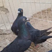 فروش 4عدد پلاکی سیاه در بندر دیر|پرنده|بندر دیر, |دیوار