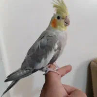 عروس هلندی سخن گو