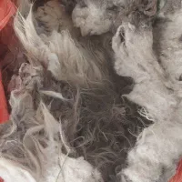 پشم گوسفند