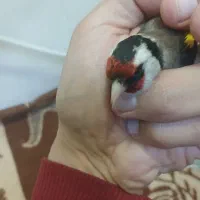 سهره نر تازه مست قیمت دومیلیون هفصد