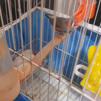 یک جفت فنچ با قفس|پرنده|مسجد سلیمان, |دیوار