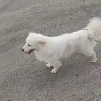 واگذاری اشپیتز|سگ|اصفهان, شاهد|دیوار