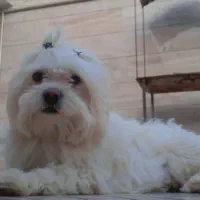 سگ ماده شیتزو|سگ|تربت جام, شهرک آزادگان|دیوار