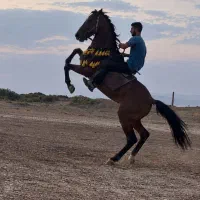 اسب|اسب و تجهیزات اسب‌سواری|آذرشهر, |دیوار