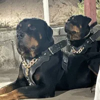 کسی داماد خواس درخدمتم