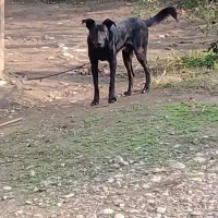 فروش سگ نگهبان     ژرمن بلک نر یک ساله