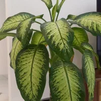 گل دیفن سرحال