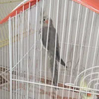 دو عدد عروس هلندی