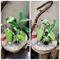 فروش گل|گل و گیاه طبیعی|مشهد, سرافرازان|دیوار