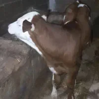 گاو گوساله نر سیمینتال جنس بالا