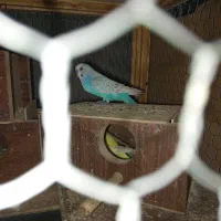 ۳جفت مرغ عشق رنگین کمانی وزرد هلندی خوشکل|پرنده|کرمان, |دیوار