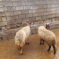 فروش شیشک با بره و سه  بره پا یه پروار  کیلویی600