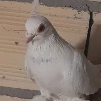 کفتر|پرنده|تبریز, |دیوار