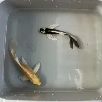 ماهی کوی نژاد دار باله بلند A