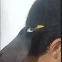 مینا  افغانی سخنگو عروس هلند ی دوعدد  کوتوله