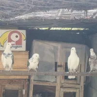 کبوتر پرشی