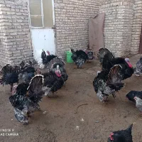 خروس بوقلمون|حیوانات مزرعه|مشهد, فرخد|دیوار