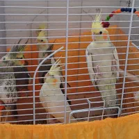 عروس هلندی|پرنده|بندر انزلی, مسکن مهر|دیوار