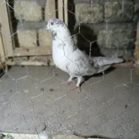 کبوتر پرشی|پرنده|جرقویه, |دیوار