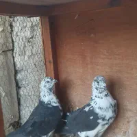 کفترطلا عیار بالا کپشن مهم