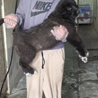 سگ قهدرجونی