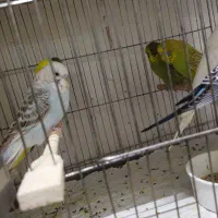 مرغ‌عشق‌انگلیسی|پرنده|قم, حنیف نژاد|دیوار