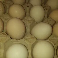 تخم مرغ نطفه دار