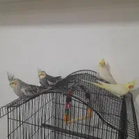 دو جفت عروس هلندی