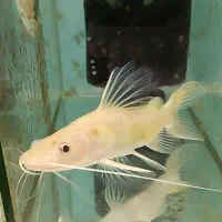 ماهی چانا و گورامی جاینت و تگزاس و ردتیل البینو|ماهی|شیراز, غدیر شمالی|دیوار