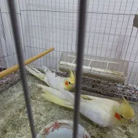 سه جفت عروس لوتینو و دو تا جوجه ۵ماهه لوتینو|پرنده|مشهد, توس (بلوار توس)|دیوار