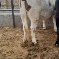 تلیسه سیمتال چاق|حیوانات مزرعه|تاکستان, |دیوار