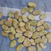 فقط عمده|عمده‌فروشی|بهبهان, |دیوار