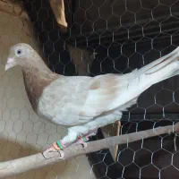 هفرنگ