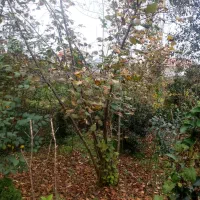 پیتسپروم و فوتونیا و شمشاد طلایی و سبز|عمده‌فروشی|رشت, بیجارپس|دیوار