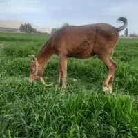 کره مادیان شجره دار