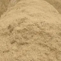 کاه گندم دیم20