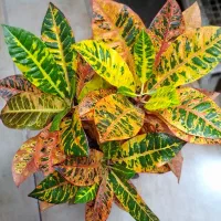 انواع گلهای آپارتمانی